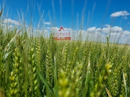 Wheat